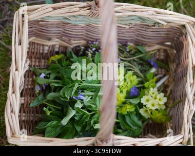 Panier rempli d'herbes et de fleurs Banque D'Images