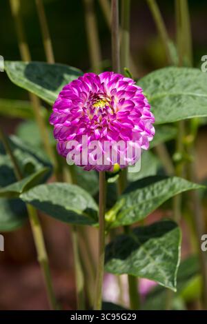 Boule Dahlia fleur, rose et blanc avec centre jaune Banque D'Images