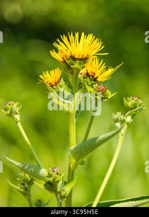 Plante hrrse-Heal, elecampane ou Inula helenium en floraison Banque D'Images