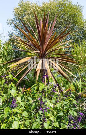 Cordyline indivisa atropurpurea, chou de montagne ou lin de brousse Banque D'Images