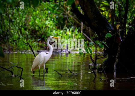 Grande aigrette (Ardea alba) recherche dans les marais, Boca Tapada, Costa Rica. Banque D'Images