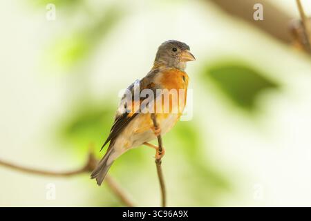 Siskin rouge (Spinus cucullatus) assis sur une branche, captif, Zoo Augsburg, Allemagne Banque D'Images