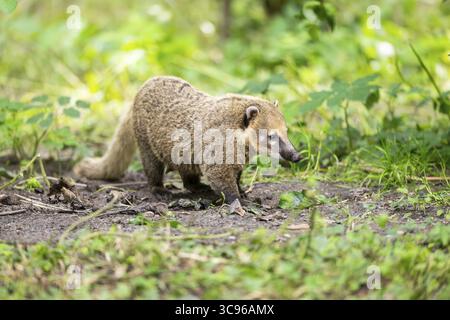 Coati sud-américain (Nasua nasua) debout sur le sol, captif, Zoo Augsburg Banque D'Images