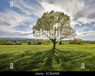 Soleil brillant à travers le chêne anglais (Quercus robur), Freiamt, Canton Argovie, Suisse Banque D'Images
