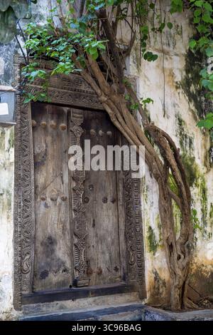 Vue d'une porte en bois richement sculptée embrassée par les branches sinueuses d'un arbre grimpant contre un mur altéré, Lamu, Kenya. Banque D'Images