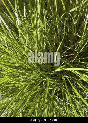 Gros plan de l'herbe ornementale verte dans le pot de fleurs, international Banque D'Images