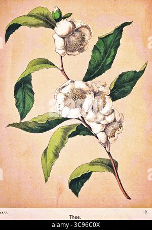 Fleurs blanches d'un théier (Camellia sinensis), genre Camellia, feuilles vertes alternées, thé, boisson populaire, nourriture, culture en climat subtropical Banque D'Images