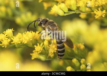 Une abeille sillonnée à bandes jaunes (Halictus scabiosae) repose sur les fleurs jaunes de Solidago canadensis (Solidago canadensis) et recueille le nectar, Baden-Wuertte Banque D'Images