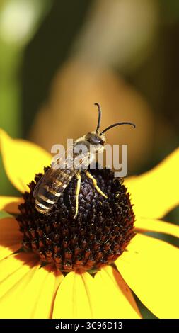 Abeille sillon à bandes jaunes (Halictus scabiosae), sur coneflower jaune (Echinacea paradoxa), photographie macro, Wilnsdorf, Rhénanie du Nord-Westphalie, Allemagne Banque D'Images