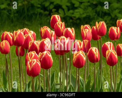 Rangée de tulipes rouges éclatantes aux bords jaunes frappants dans le jardin printanier. Bordure de plantes bulbeuses. Banque D'Images