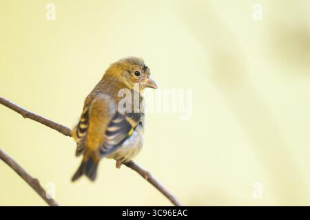 Siskin rouge (Spinus cucullatus) assis sur une branche, captif, Zoo Augsburg, Allemagne Banque D'Images