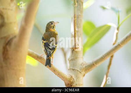 Siskin rouge (Spinus cucullatus) assis sur une branche, captif, Zoo Augsburg, Allemagne Banque D'Images