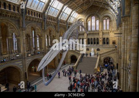 Londres, Angleterre - novembre 27. 2019 : les visiteurs explorent l'architecture étonnante et les expositions du Musée d'histoire naturelle de Londres Banque D'Images