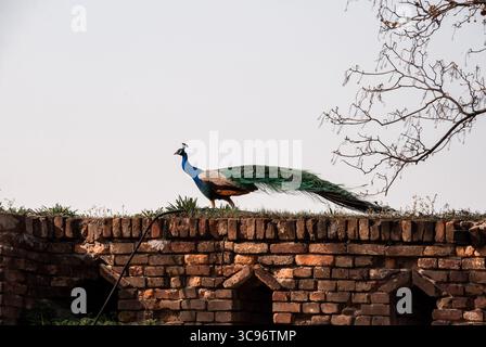 Paon gracieux se promenant sur un mur de briques rustique dans un cadre extérieur tranquille. Banque D'Images