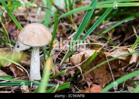 Champignon blanc Boletus edulis gros plan dans la forêt d'automne avec de l'herbe verte Banque D'Images