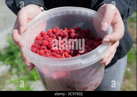 Une personne tient soigneusement un récipient en plastique rempli de framboises fraîches et délicieuses, mettant en valeur leur couleur vibrante et leur appe naturelle Banque D'Images