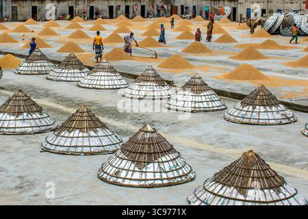 Bogura, Bangladesh - 23 janvier 2017 : vue de grains de riz dorés séchant sous le soleil au milieu de structures coniques sur un vaste toit, avec une silhouette floue Banque D'Images
