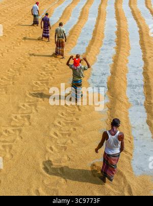 Bogura, Bangladesh - 23 janvier 2017 : vue d'hommes marchant le long de lignes parallèles de grains d'or séchant sous le soleil rude, créant un motif rythmique Banque D'Images