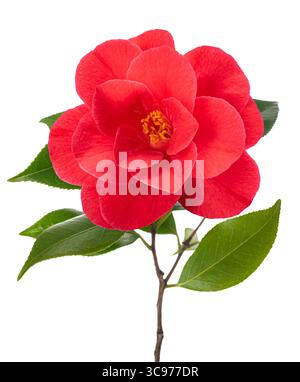 Fleur de camélia rouge isolé sur fond blanc Banque D'Images