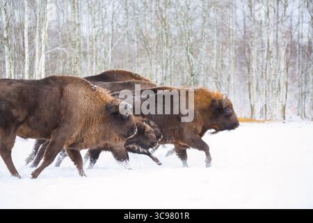 Grands bisons bruns Wise courant dans la forêt d'hiver avec de la neige. Troupeau d'aurochs européens Bison, Bison Bonasus. Habitat naturel. Mise au point sélective. Banque D'Images