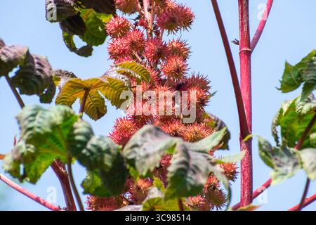 Plante à huile de ricin (Ricinus communis) ricin haricot Banque D'Images