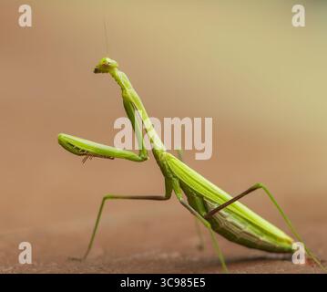 Macro-photographie en gros plan d'une mante priante verte debout sur une surface, montrant ses pattes avant raptorielles distinctives et sa tête triangulaire Banque D'Images