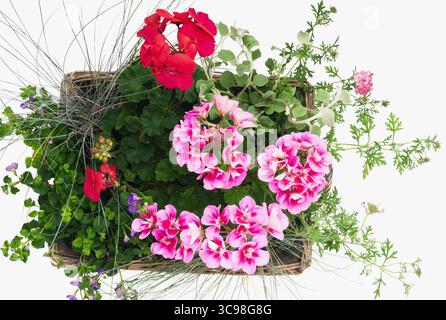 Un panier en osier rempli de fleurs colorées, y compris des géraniums roses et rouges, entouré d'un feuillage vert luxuriant. La disposition affiche une variété de Banque D'Images