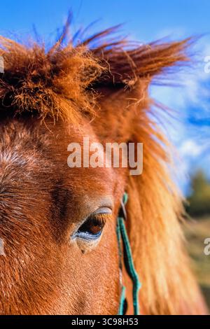 Cheval qui vous regardent de près Banque D'Images