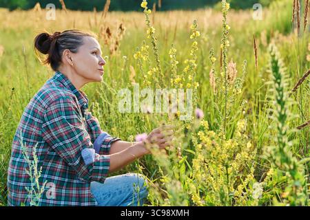 Herbes de prairie de champ sauvage, femme avec fleurs jaunes en fleurs de Verbascum nigrum plante Banque D'Images