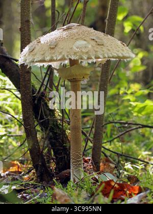 Gros plan d'un grand champignon parasol comestible (Macrolepiota procera) avec anneau mobile, tige à motif peau de serpent, chapeau écailleux et branchies blanches. Banque D'Images