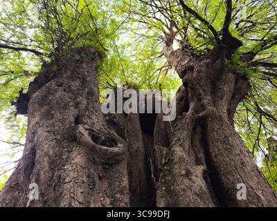 Un gros tronc d'arbre robuste et texturé vu d'en bas Banque D'Images