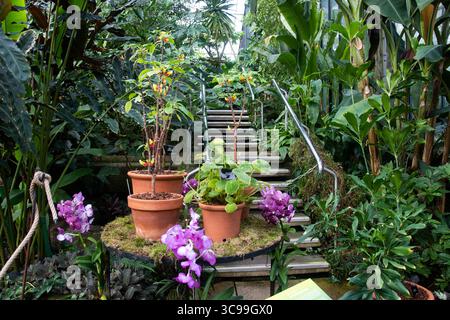 Kew Gardens orchidées Pavillon arbres de serre fleurs oiseaux verts arrangements floraux plantes tropicales jaune bleu violet rouge blanc cactus succulentes Banque D'Images