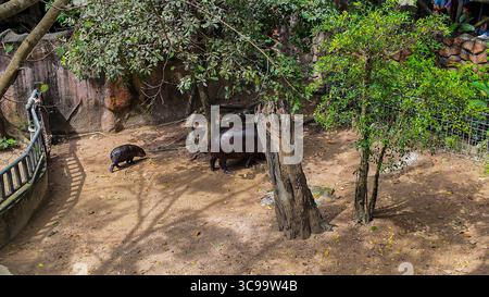 Un bébé hippopotame pygmée aux côtés d'un adulte, tous deux pâturant sur de l'herbe verte fraîche. L'image capture l'aspect unique et le lien attachant de ceux-ci Banque D'Images