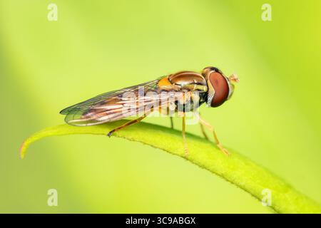 Vue latérale sur un Toxomerus marginatus diptera reposant sur un brin d'herbe avec fond vert flou et espace de copie Banque D'Images