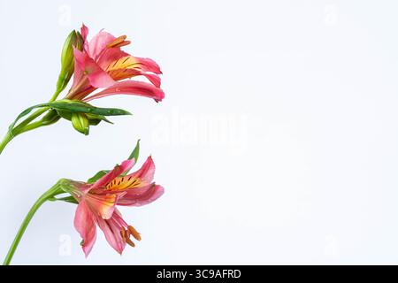 nature morte. Fermez deux fleurs colorées alstroemeria isolé sur fond blanc. Gros plan sur les fleurs extrêmes. Copier l'espace. Banque D'Images