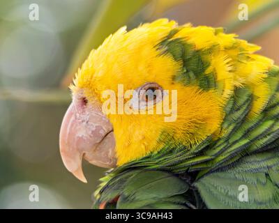 Gros plan vue portrait de perroquet de couleur jaune vert, aras sauvage, perroquet amazonien à tête jaune s'étirant après le repas Banque D'Images