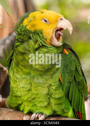 Gros plan vue portrait de perroquet de couleur jaune vert, aras sauvage, perroquet amazonien à tête jaune s'étirant après le repas Banque D'Images