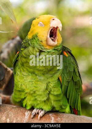 Gros plan vue portrait de perroquet de couleur jaune vert, aras sauvage, perroquet amazonien à tête jaune s'étirant après le repas Banque D'Images