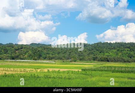Chittagong, Bangladesh - 02 novembre 2018 : vue sur un paysage vibrant où les rizières verdoyantes rencontrent une forêt dense et verdoyante sous un ciel bleu lumineux et vaste. Banque D'Images