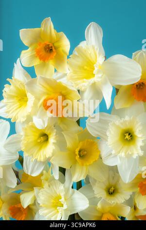 Gros plan bouquet de jonquilles sur un fond bleu. Têtes de fleurs dans différentes nuances. Banque D'Images