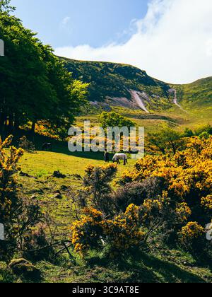 Paysage printanier de Swanston Hill en Écosse, couvert de gorses jaunes fleuries et de collines verdoyantes sous un ciel lumineux. Banque D'Images