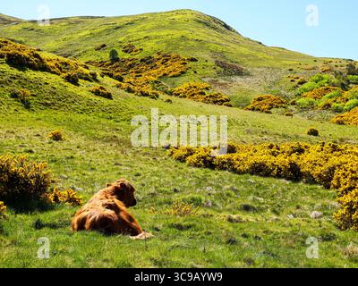 Paysage printanier de Swanston Hill en Écosse, couvert de gorses jaunes fleuries et de collines verdoyantes sous un ciel lumineux. Banque D'Images
