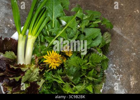 Gros plan d'une plaque de verts printaniers sur un fond de béton gris. Ortie, feuilles de laitue, pissenlit, oignon vert. Concept de cuisson d'aliments propres. Vue f Banque D'Images