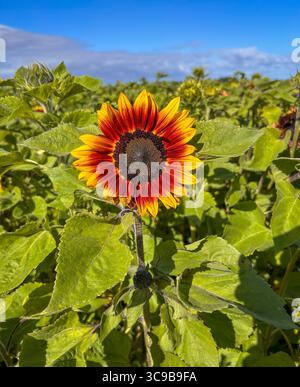 Tournesol unique poussant dans un champ Banque D'Images