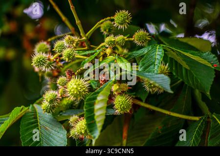 Photo macro détaillée d'un marronnier aux fruits verts épaisses et au feuillage éclatant, mettant en valeur la croissance estivale et la texture de la nature Banque D'Images