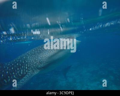 3 juillet 2014, Sorsogon, Philippines : requin baleine ou requin pèlerin (Rhincodon typus) à Donsol, Philippines, Asie du Sud-est... le requin baleine, le plus grand poisson du monde, est en grave danger d'extinction... comme l'eau se réchauffe, il affecte la distribution des espèces, y compris les larves et le plancton, dont le requin baleine se nourrit. Tous les animaux de la chaîne alimentaire seront confrontés à la menace de changements de cycles et de déplacement de leur nourriture... les requins baleines sont en danger d'extinction. Certaines estimations suggèrent que les populations de cette espèce dans le monde ont chuté de plus de 50 % au cours des 75 dernières années Banque D'Images