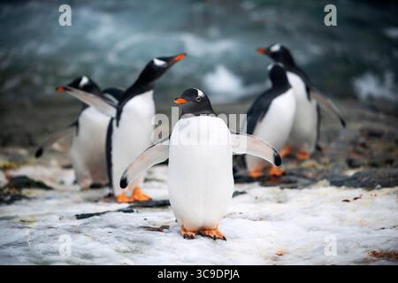 25 mars 2019, Antarctique : pingouins dans la station Vernadsky sur l'île de Galindez, Antarctique. ..fusion des pôles. L’Antarctique est le continent qui souffre le plus du réchauffement climatique, et le krill disparaît… L’Antarctique enregistre une température record de 18,3 Â°C. Ces températures anormalement chaudes font fondre le continent à pas de géant. Les réductions les plus importantes de la glace de mer se produiront dans les régions où la plupart du krill, crustacé essentiel à la vie des phoques, des manchots, des otaries et des baleines, sont concentrées... depuis le début des années 1900, de nombreux glaciers du monde entier fondent rapidement. Banque D'Images