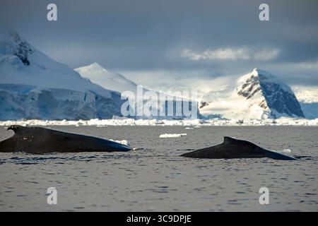 26 mars 2019, Antarctique : baleine à bosse adulte (Megaptera novaeangliae), plongée dans la baie de Wilhelmina, Antarctique, régions polaires... fonte des pôles. L’Antarctique est le continent qui souffre le plus du réchauffement climatique, et le krill disparaît… L’Antarctique enregistre une température record de 18,3 Â°C. Ces températures anormalement chaudes font fondre le continent à pas de géant. Les réductions les plus importantes de la glace de mer se produiront dans les zones où la plupart du krill, crustacé essentiel à la vie des phoques, des manchots, des lions de mer et des baleines, sont concentrés... depuis le début des années 1900, de nombreux glaciers Banque D'Images