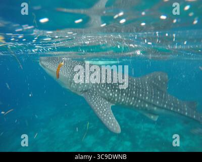 3 juillet 2014, Sorsogon, Philippines : requin baleine ou requin pèlerin (Rhincodon typus) à Donsol, Philippines, Asie du Sud-est... le requin baleine, le plus grand poisson du monde, est en grave danger d'extinction... comme l'eau se réchauffe, il affecte la distribution des espèces, y compris les larves et le plancton, dont le requin baleine se nourrit. Tous les animaux de la chaîne alimentaire seront confrontés à la menace de changements de cycles et de déplacement de leur nourriture... les requins baleines sont en danger d'extinction. Certaines estimations suggèrent que les populations de cette espèce dans le monde ont chuté de plus de 50 % au cours des 75 dernières années Banque D'Images