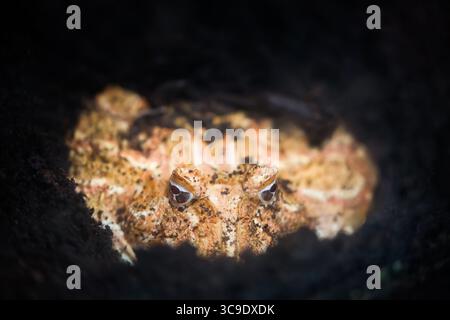 Grenouille cornée Argentine ou grenouille PAC-Man dans le sol. Grenouille des prairies d'Argentine, d'Uruguay et du Brésil. Banque D'Images